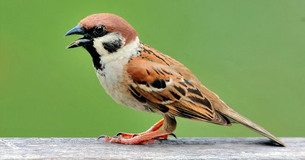 City Sparrows Adopt Richer Melodies as Lockdown Quiets San Francisco