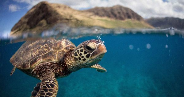 Florida's Heat Wave Skews Sea Turtle Sex Ratios, Threatening Survival